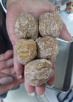 大金絲蜜棗