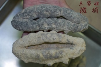 足乾白石豬婆参  4-5頭