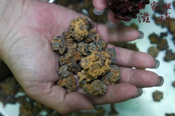 猴腦菇
