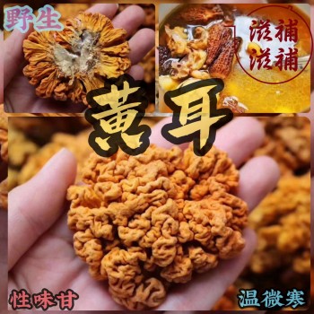 野生黃耳 ~