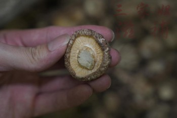 日本超龍香冬菇