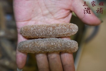 澳洲白玉禿參25-26頭