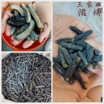 240支澳洲禿參