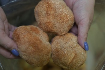 野生猴頭菇 