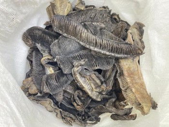 彭魚鰓