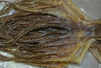 特大章魚